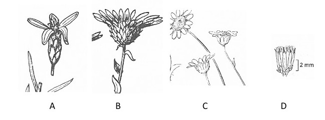 Involucres