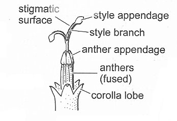 Appendages in the Asteraceae
