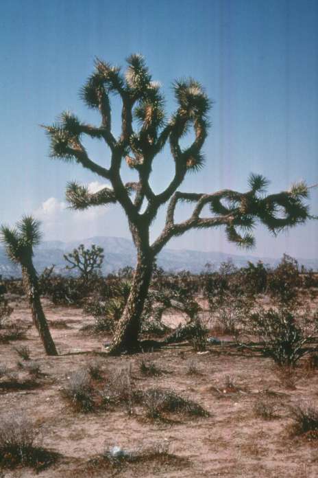 Yucca brevifolia