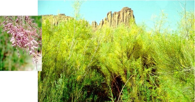 Dense stand of Tamarix