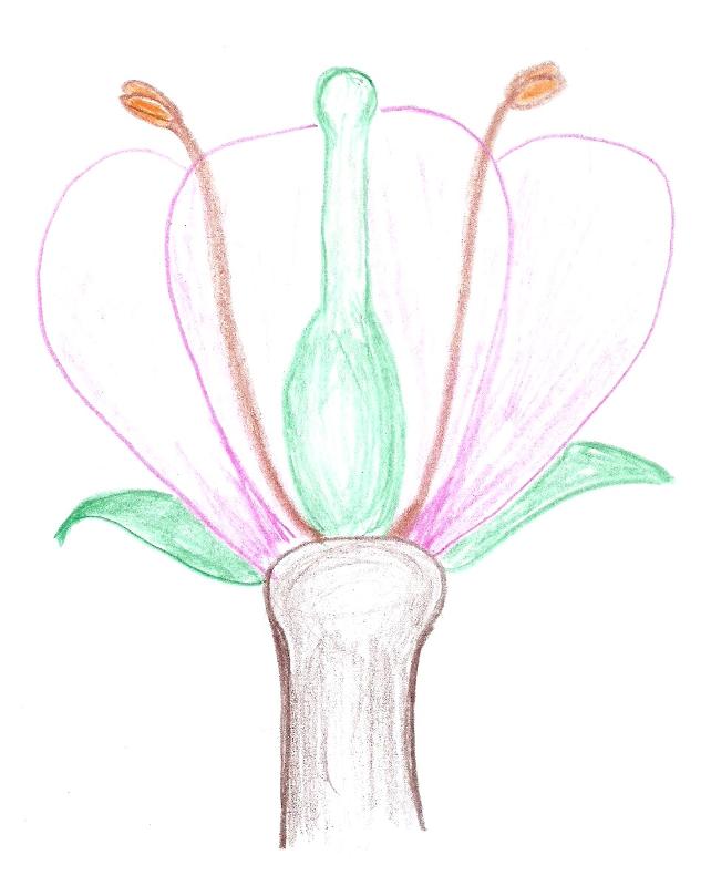 Flower with superior ovary