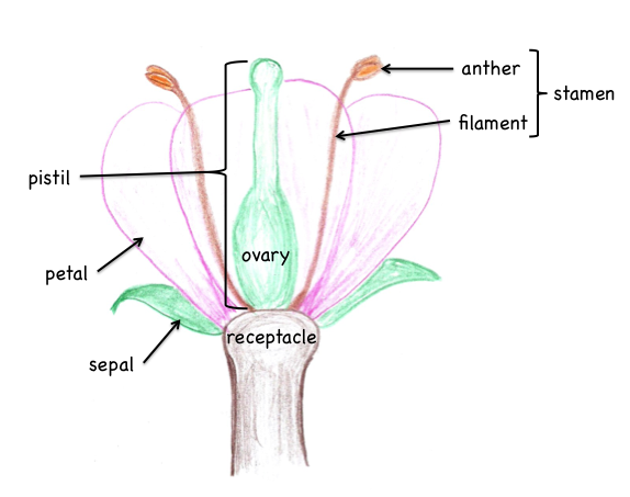 Flower parts