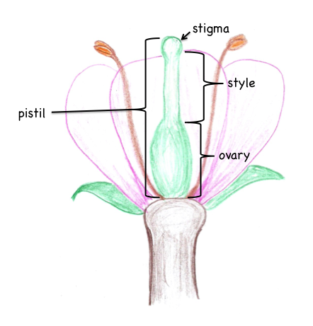 Parts of a pistil