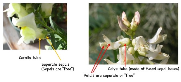 Calyx and corolla tubes.