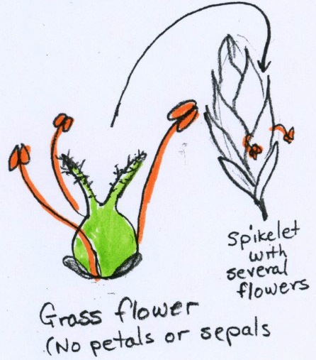 Grass flower