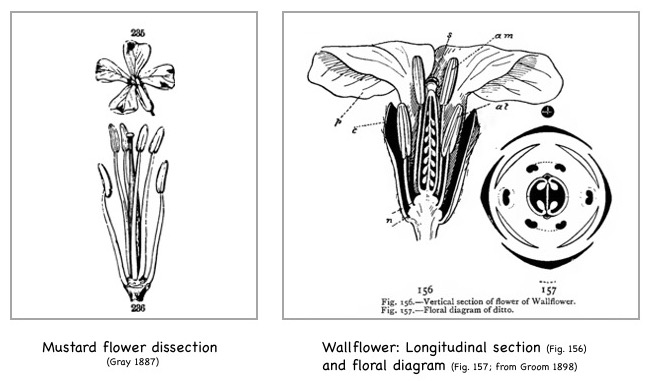 Dissections of flowers in the Brassicaceae.
