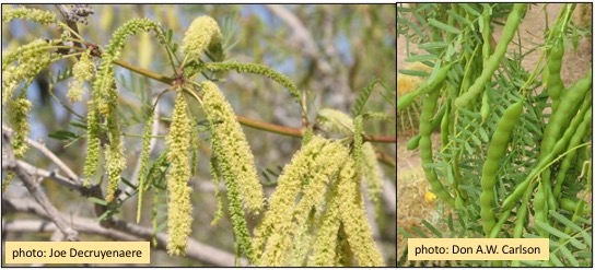 Flowers and fruits of honey mesquite.