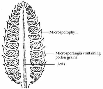Longitudinal section of pollen cone