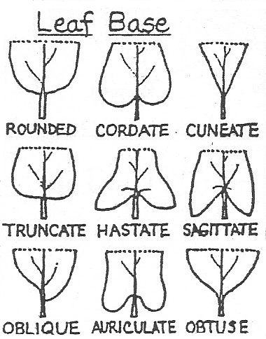 Shapes of leaf bases
