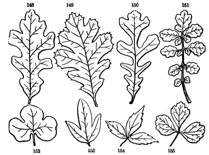 Simple (lobed) vs compound leaves.
