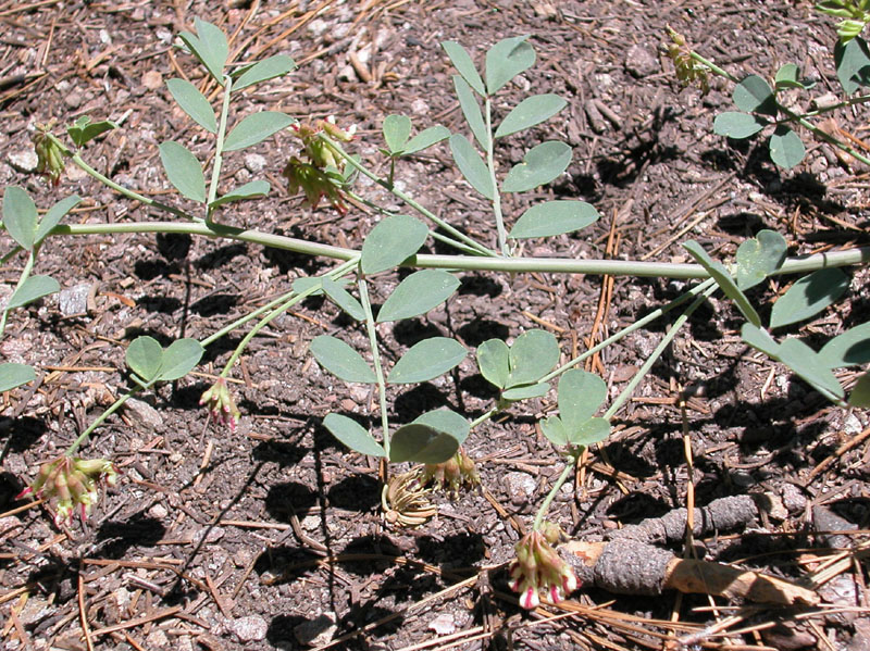 Hosackia crassifolia