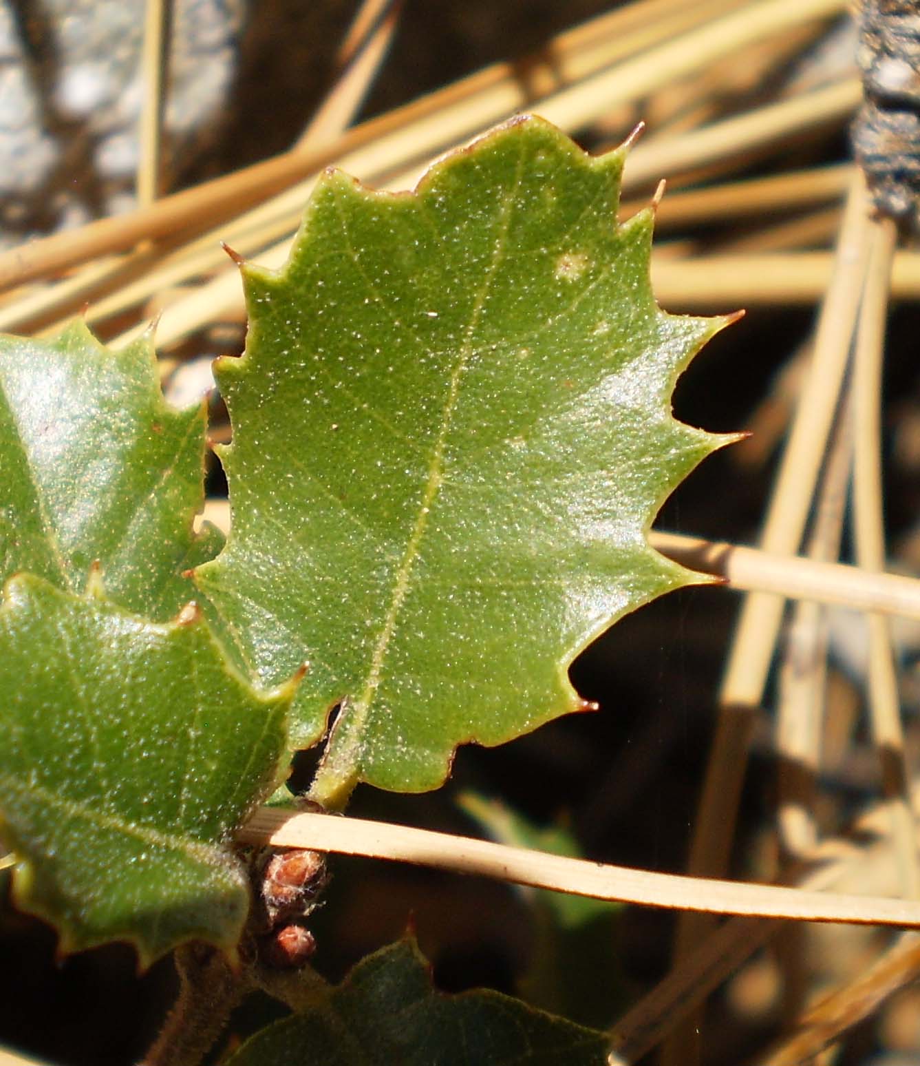 Leaf #3