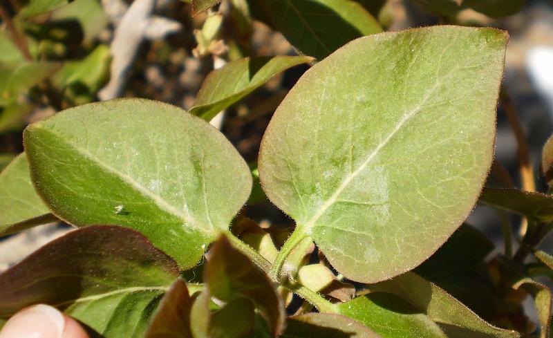 Leaf #5