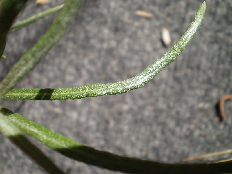 Leaf #9