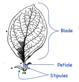 Basic leaf parts