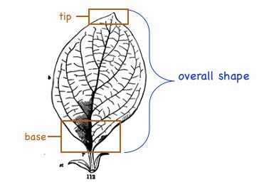 Leaf tip, base and shape