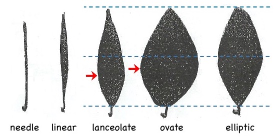 Leaf shapes