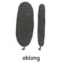 Oblong leaves