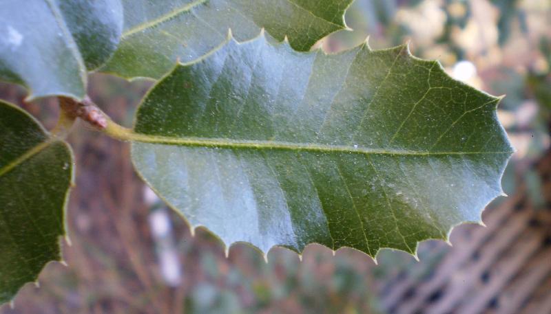 Oak leaf