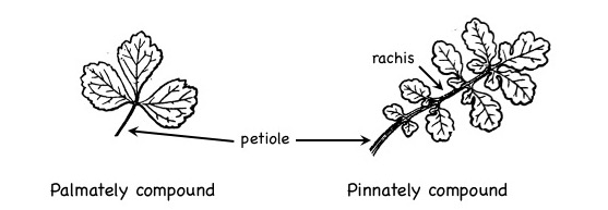 Palmately compound vs pinnately compound leaf