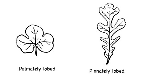 Palmately lobed leaf vs. pinnately lobed leaf.