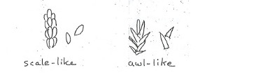 Scale-like and awl-like leaves