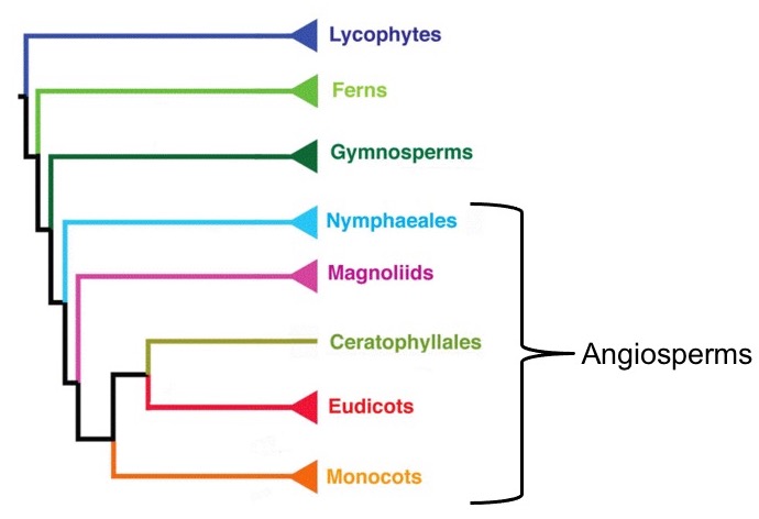 Phylogeny