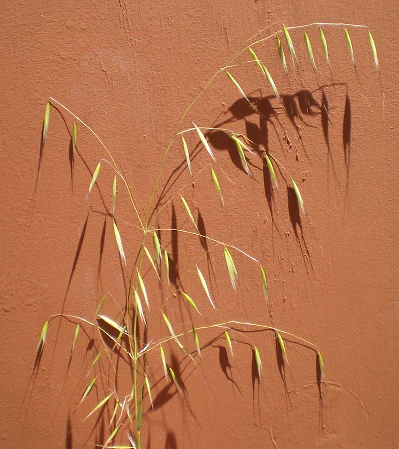 Inflorescence
